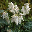 Dicentra 'Ivory Hearts': Bild 4/5