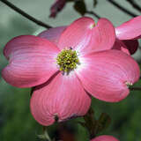 Cornus florida 'Sunset' - Buntlaubiger Blumenhartriegel