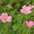 Geranium endressii 'Wargrave Pink': Bild 3/7