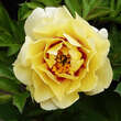 Paeonia Intersec. 'Lemon Dream': Bild 1/4