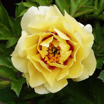 Paeonia Intersec. 'Lemon Dream'