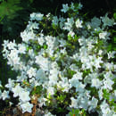 Azalea Japan Hybride - weiß - Kleinblumige Azalee