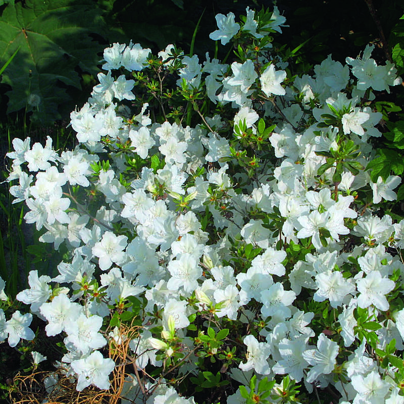 Kleinblumige Azalee Azalea Japan Hybride Weiss Weiss