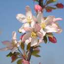 Malus 'Red Obelisk' - Säulen-Zierapfel