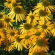 Echinacea purpurea 'Now Cheesier': Bild 6/6