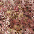 Heucherella 'Sweet Tea': Bild 5/6