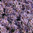 Aster dumosus 'Palecek': Bild 3/3