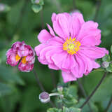 Anemone japonica 'Margarete' - Herbstanemone