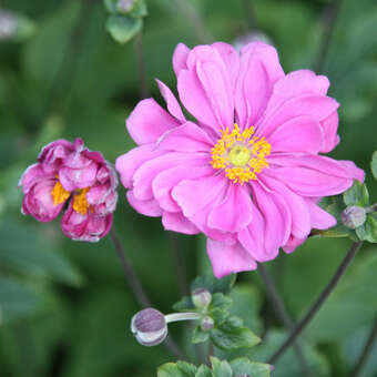Anemone japonica 'Margarete'