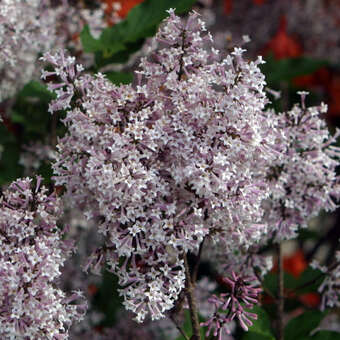 Syringa 'Josee'