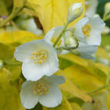 Philadelphus coronarius 'Aureus' - Goldblatt-Jasmin