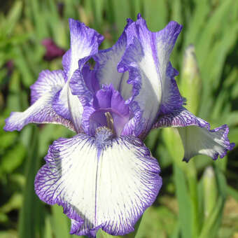 Iris media 'Bold Print'