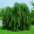 Betula pendula 'Youngii': Bild 1/1