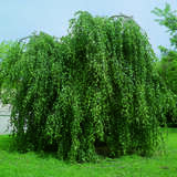 Betula pendula 'Youngii' - Echte Hängebirke