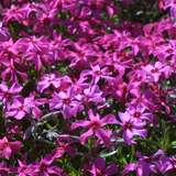 Phlox subulata 'Temiskaming' - Polsterphlox