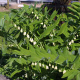 Polygonatum multiflorum - Vielblütiger Salomonssiegel