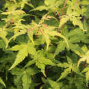 Acer palmatum 'Ueno Yama' - Japanischer Ahorn