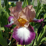 Iris germanica 'Change of Pace' - Hohe Schwertlilie, Iris