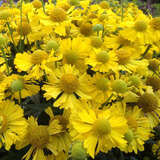 Helenium 'Sombrero' - Sonnenbraut