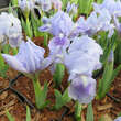 Iris pumila 'Blue Denim': Bild 2/2