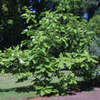 Magnolia macrophylla: Bild 6/6