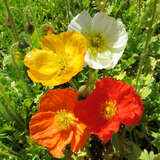 Papaver nudicaule 'Gartenzwerg' - Islandmohn, Zwergmohn