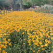 Rudbeckia fulgida deamii: Bild 3/4