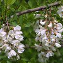 Robinia pseudoacacia - Scheinakazie, Robinie