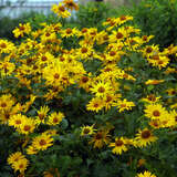 Heliopsis helianthoides 'Pitscheriana' - Sonnenauge