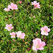 Geranium endressii 'Wargrave Pink': Bild 6/7