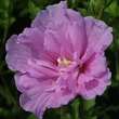 Hibiscus syriacus 'Lavender Chiffon': Bild 1/3