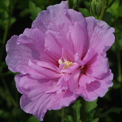 Wilder Eibisch Hibiscus syriacus lila