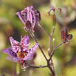 Tricyrtis hirta: Bild 1/6