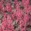 Heuchera 'Rave On': Bild 2/5