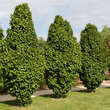 Carpinus betulus 'Columnaris': Bild 1/7