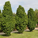 Carpinus betulus 'Columnaris' - Pyramiden-Hainbuche