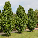 Carpinus betulus 'Columnaris' - Pyramiden-Hainbuche