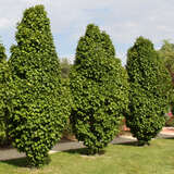 Carpinus betulus 'Columnaris' - Pyramiden-Hainbuche
