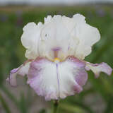 Iris germanica 'Lucky Locket' - Hohe Schwertlilie, Iris