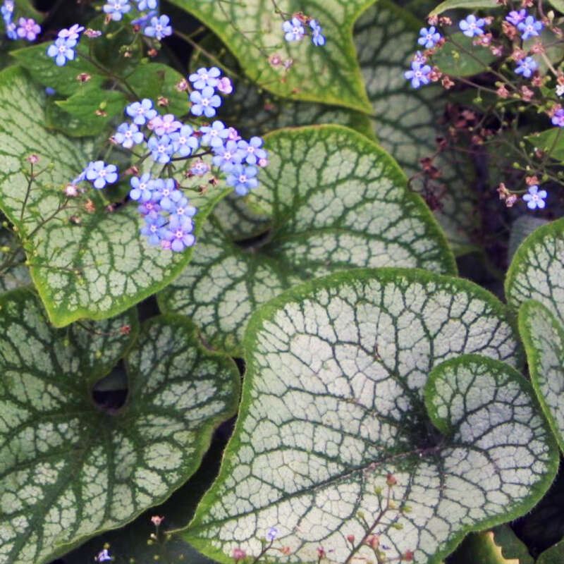 Kaukasus-Vergissmeinnicht - Brunnera macrophylla 'Jack Frost' - blau