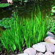 Juncus ensifolius: Bild 5/5
