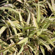 Chasmanthium latifol. 'River Mist': Bild 3/4