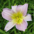 Hemerocallis 'Catherine Woodbury': Bild 1/4