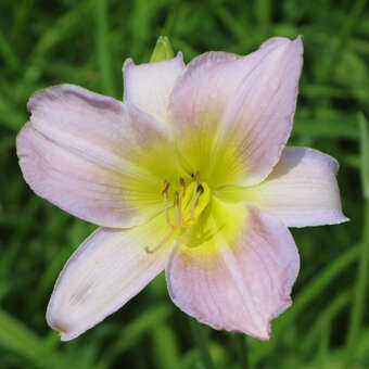 Hemerocallis 'Catherine Woodbury'