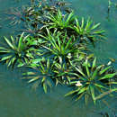 Stratiotes aloides - Wasseraloe, Krebsschere