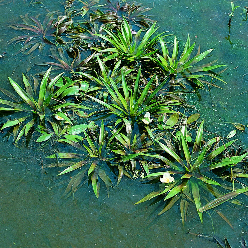 Wasseraloe, Krebsschere - Stratiotes aloides - wei, auf kurzen Stielen