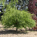 Fagus sylvatica 'Tortuosa' - Schlangenbuche