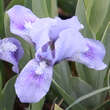 Iris pumila 'Blue Denim': Bild 1/2