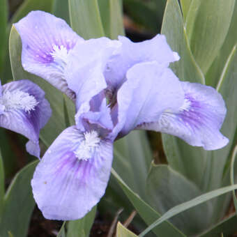 Iris pumila 'Blue Denim'