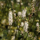 Actaea japonica 'Silver Dance' - Silberkerze
